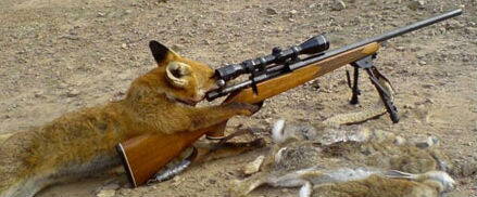 fox_hunting-450x300.jpg
