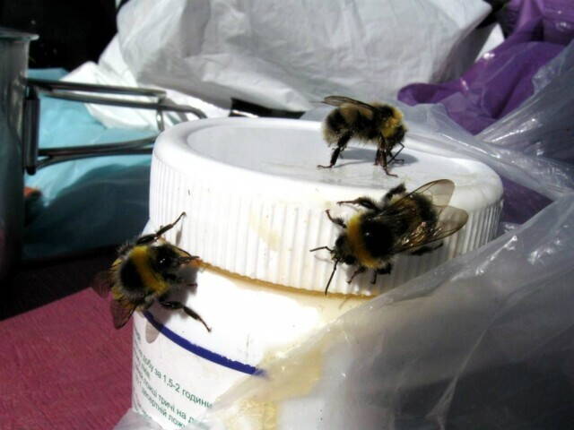 Пчелки кушают мёд
