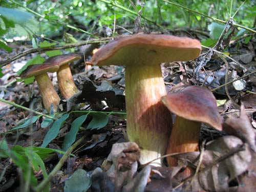 Польские грибы в лиственном лесу