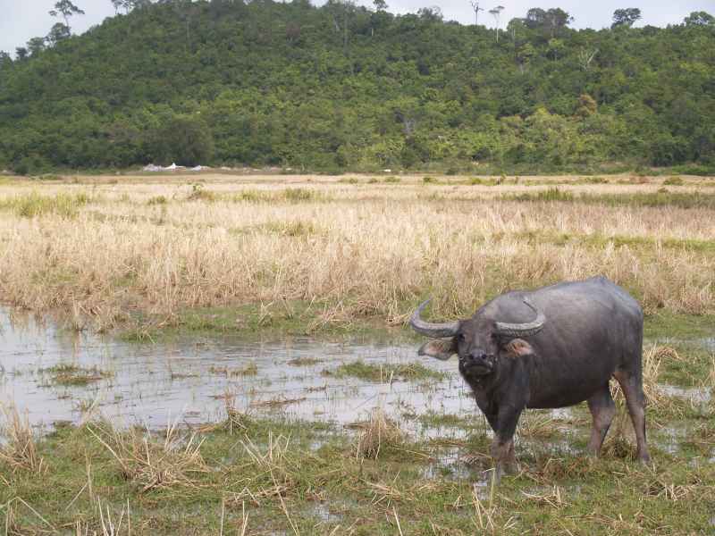 Водяной буйвол в нацпарке Реам, с*ка - недружелюбный 